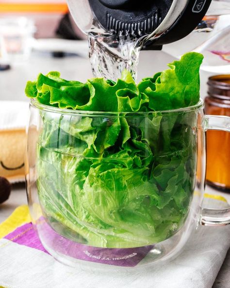 Sleepy Time Lettuce Water · i am a food blog Lettuce Tea For Sleep, Sleepy Foods, Sleepytime Tea, Wild Lettuce, Red Leaf Lettuce, Lettuce Seeds, Caffeine Free Tea, Sleepy Time, 2000 Calories