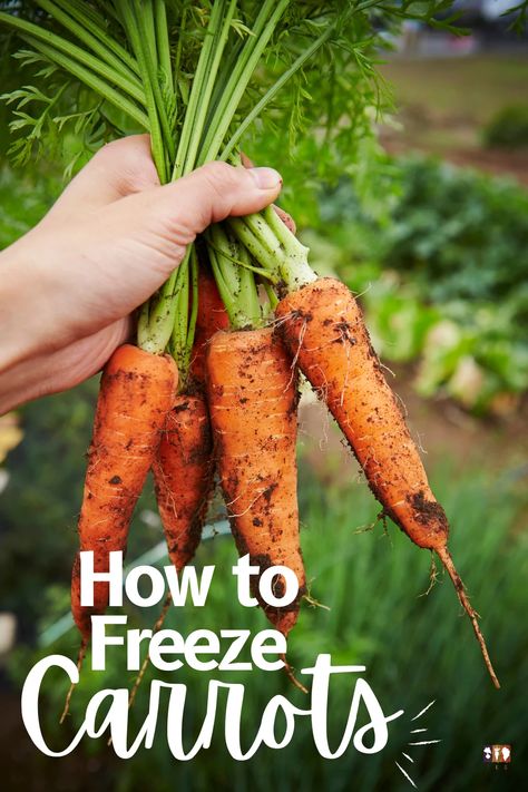 How To Freeze Carrots, Freezing Carrots, Boil Carrots, Seed Garden, When To Plant Vegetables, Building Raised Garden Beds, Benefits Of Gardening, Winter Gardening, Community Gardens