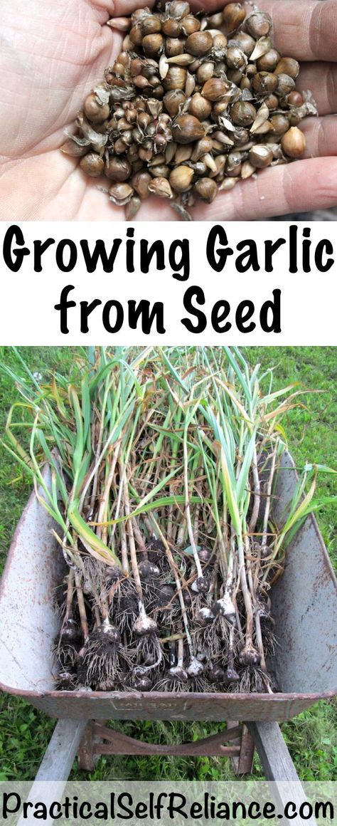 Growing Garlic from Seed ~ True Garlic Seed (bulbils) #garden #gardening #gardeningtips #garlic Planting Garlic, Garlic Seeds, Landscape Gardening, Growing Garlic, Aquaponics System, Organic Gardening Tips, Growing Fruit, Olive Garden, Garden Pests