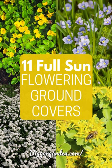 Full Sun Ground Cover, Flowering Ground Cover, Ground Cover Flowers, Full Sun Garden, Perennial Ground Cover, Full Sun Perennials, Ground Covers, Rock Garden Plants, Creeping Jenny