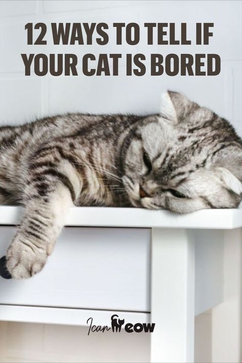 12 Ways to Tell if Your Cat is Bored Kitten Set Up Ideas, Cat Yawning, Kitten Food, 12 Signs, Red Cat, Cat Grooming, Food Reviews, Cat Care, All About Cats