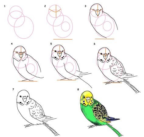 Draw Birds, Cat Drawing Tutorial, Pencil Drawing Tutorials, Draw And Paint, Animal Drawings Sketches, Nature Sketch, Parakeets, Hello Hello, Step Drawing