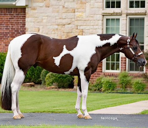 Cheval Pie, Unusual Horse, Horse Standing, Western Pleasure Horses, Horse Markings, Horse Coat Colors, American Paint Horse, Pinto Horse, Bay Horse