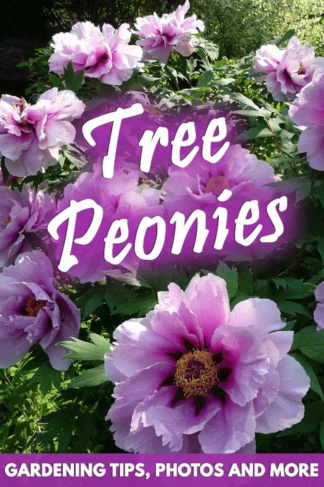 Tree Peonies: Beautiful Blooms and Gardening Tips Tree Peony Varieties, Peony Tree Plants, Tree Peony Landscape, Peonies Tree, Peony Care Tips, Peony Flower Garden, Peony Tree, Garden Peonies, Tree Peonies