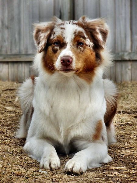 Red Merle Australian Shepherd Australian Shepherd Colors, Red Merle Australian Shepherd, Merle Australian Shepherd, Aussie Shepherd, Australian Shepherd Puppy, Golden Retriever Mix, Aussie Puppies, Australian Shepherd Puppies, Aussie Dogs