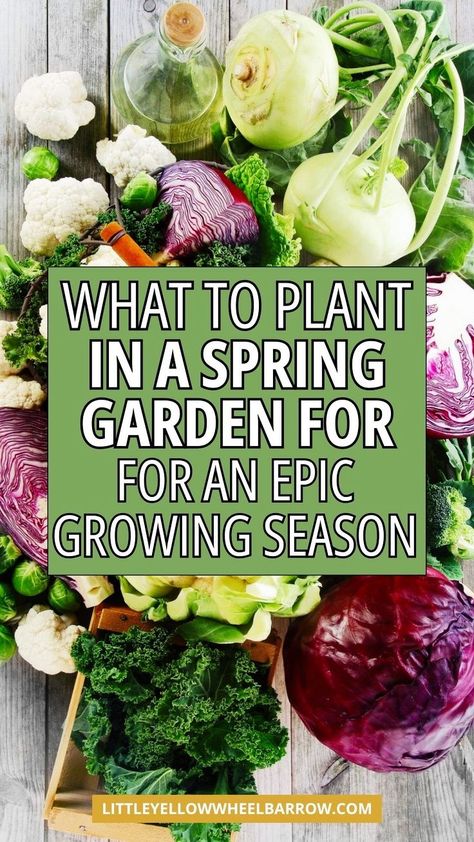 Are you planning a spring garden? Want to know what to plant in order to grow and harvest vegetables all summer long? This is the ultimate spring garden planner that will help you decide what to plant, how to plant it, and how to grow so you meet your garden goals. Learn the what vegetables to grow during the spring for an epic growing season. This is the ultimate spring garden planting guide for beginners or avid gardeners. The best spring garden ideas for planning your summer garden. Vegetable Garden Planting Ideas, Garden Planting Guide, Small Vegetable Garden Ideas, Vegetables Garden Ideas, Perfect Garden Layout, Best Garden Layout, When To Plant Seeds, Veggie Garden Layout, Diy Vegetable Garden