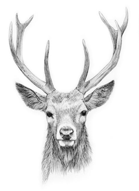 Deer Design Logo, Left Hand Tattoo, Deer Head Tattoo, Deer Tattoo Designs, African Lovebirds, Stag Tattoo, Cool Ear Tattoos, Realistic Animal Drawings, Deer Drawing