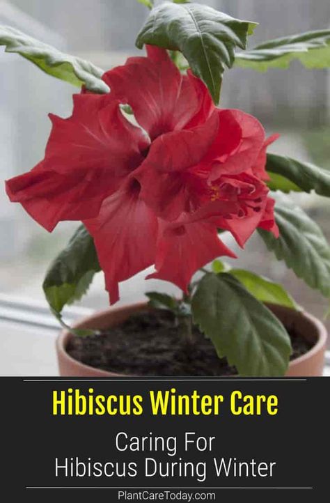 Indoor Hibiscus Plant Care, How To Over Winter Hibiscus, Over Wintering Hibiscus, How To Overwinter Hibiscus, How To Care For Hibiscus Plants, Hibiscus Care Outdoors, Hibiscus Plant Care Winter, Winterizing Plants, Houseplant Guide