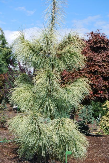 Pinus wallichiana 'Zebrina' Evergreen Landscape, Conifers Garden, Evergreen Garden, Outside Plants, Purple Plants, Conifer Trees, Japanese Garden Design, Garden Shrubs, Ornamental Trees