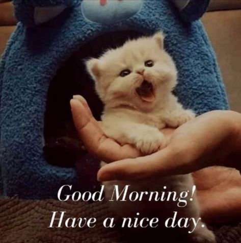 Reaction Pic Cat, Good Morning Cats, Recipes Indian Vegetarian, Non Veg Recipes, Vegetarian Food Recipes, Good Morning Animals, Good Morning Wishes Friends, Good Morning Cat, Latest Good Morning Images