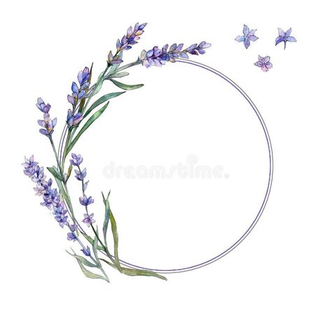 Violet Lavender. Floral Botanical Flower. Frame Border Ornament Square Stock Illustration - Illustration of corner, meadow: 117629525 Lavender Frame, Wall Climbing Plants, Paint Fashion, Square Illustration, Baby Giveaways, Watercolor Herbs, Hand Decoration, Blue Bell Flowers, Daffodil Flower