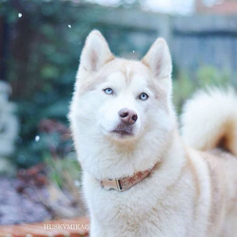 All White Husky, Husky White, Caine Husky, Husky Colors, White Siberian Husky, Pretty Dog, White Husky, Siberian Huskies, Husky Mix