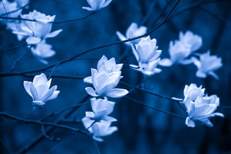 White Flowers Garden, Autumn Clematis, Moonlight Garden, Shasta Daisies, Snow In Summer, Green Veins, Mock Orange, Hosta Plants, Wonder Of The World