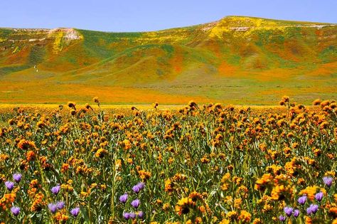 Shell Creek Road Meadows, Southern California (Best Places to Find California Wildflowers) // localadventurer.com Lompoc California, Carlsbad Flower Fields, California Wildflowers, Super Bloom, Wildflowers Photography, California Hikes, Beautiful California, Wallpaper Flower, Travel Photography Tips