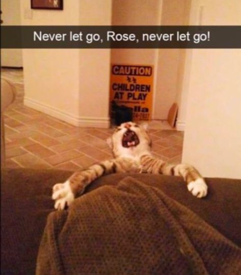 Titanic Funny, Funny Animal Fails, Funny Reactions, Funny Animal Clips, Animal Fails, Minion Jokes, Titanic Movie, Daily Funny, Funny Cat Pictures