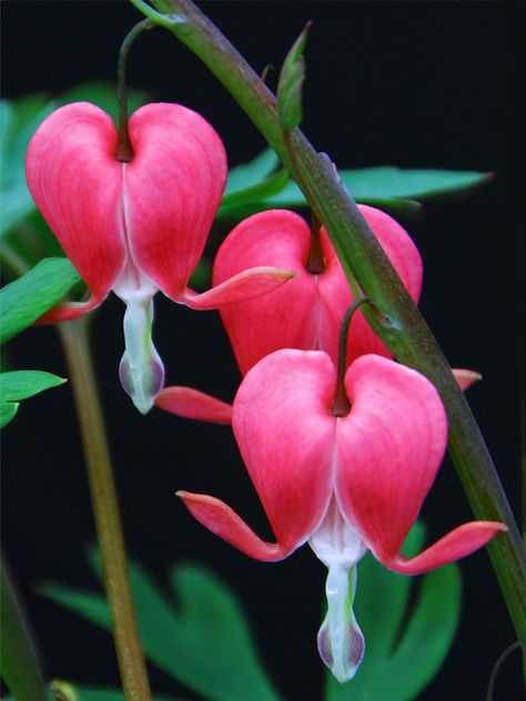 Bleeding Heart | Took my third trip out to Holland, MI today… | Flickr Diy Garden Decoration, Garden Aesthetic, Nothing But Flowers, How To Attract Birds, Ideas Garden, Pretty Plants, Plant Mom, Exotic Flowers, Flowers Nature