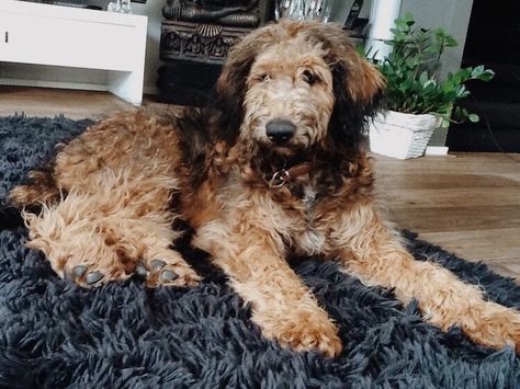 German Shepherd Poodle Mix, Dog Doodles, Poodle Mix Breeds, Dog Doodle, Dog Bread, German Shepherd Mix, Miniature Schnauzer Puppies, Doodle Puppy, Labradoodle Puppy