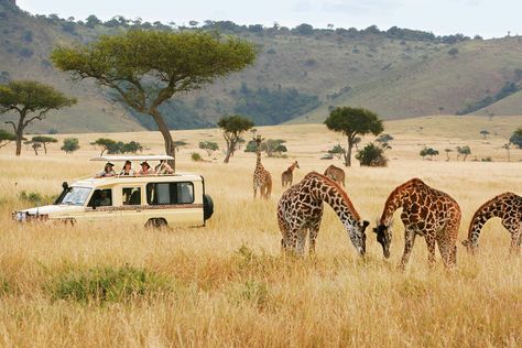 Safari Moodboard, Safari Vacation, Africa Tour, Travel America, Kenya Safari, Tanzania Safari, Serengeti National Park, Luxury Safari, Vientiane