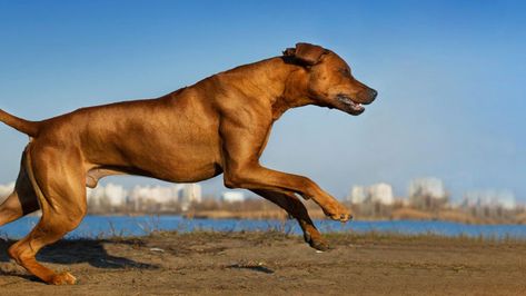 Dog Reference, Dog Running, Running Buddies, Running Dog, Best Dog Breeds, Rhodesian Ridgeback, Staffordshire Terrier, Dog Activities, Can Dogs Eat