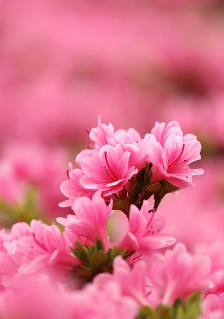 pink azalea | Flickr Watsaap Dpz, Flowers Dp, Plantas Vs Zombies, Pink Azaleas, Paper Flowers Craft, Flower Background Wallpaper, Beautiful Flowers Wallpapers, Flower Quotes, Crazy Colour