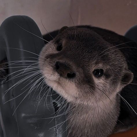 Otter Patronus, Otters Cute, Cute Ferrets, Baby Otters, A Crow, River Otter, Lovely Creatures, Pretty Animals, Sea Otter