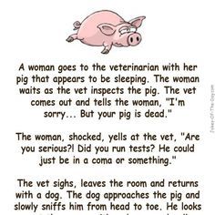 A woman goes to the Vet with her pig that appears to be sleeping. The woman waits as the vet inspects the pig. The Vet comes out and tells her.. -funny joke Funny Animal Stories, Funny Clean Humor, Clean Jokes Hilarious Christian Humor, Jokes To Tell Friends, Funny Jokes To Tell Humor Friends, Clean Jokes Hilarious, Funny Kids Stories, Pig Jokes, Funny Kid Jokes