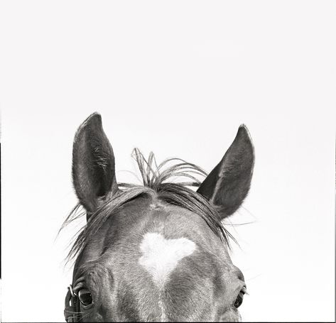 Laura Wilson: Looking to the West - D Magazine Black And White Horses, Farm Animal Prints, Art Quotes Funny, Dallas Photographers, The Wilds, Horse Portrait, Richard Avedon, Portrait Wall, White Horses