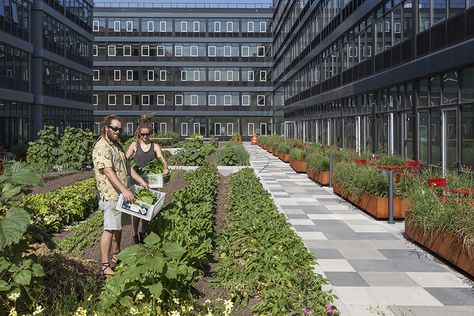 Urban Farming Architecture, Communal Garden, Eco Friendly Interior, Urban Gardens, New Zealand Landscape, Urban Farm, Arms Race, Community Garden, Garden Architecture