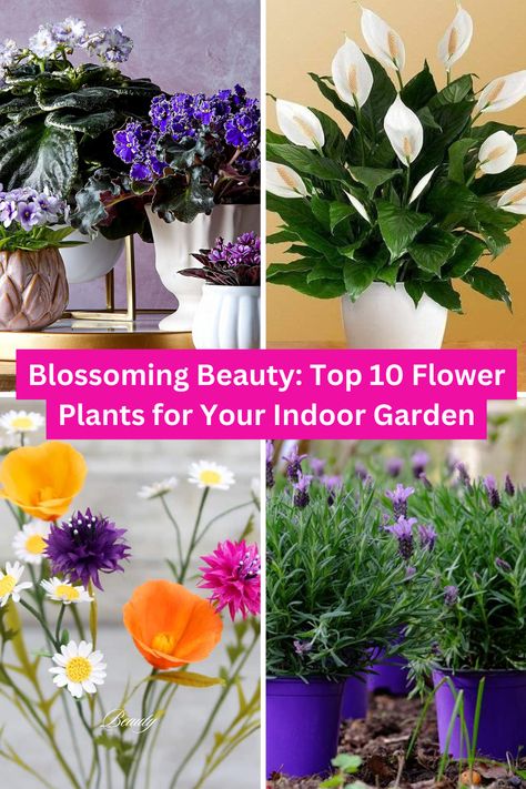 Flower Plants for Indoor Garden Flowering House Plants Indoor, Grow Flowers Indoors, Flowers To Grow Indoors, Growing Flowers Indoors, Indoor Flower Garden, Outdoor Flowering Plants, Indoor Orchids, Flowering House Plants, Porch Plants