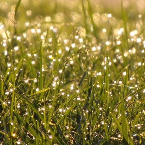 Dew drops on the grass! Dew Drops Aesthetic, Mood Images, Morning Dew, Dew Drops, The Grass, Water Drops, Favorite Things, Dandelion, Textiles