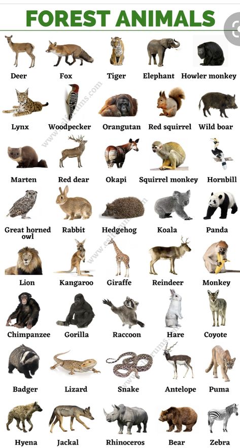 Fruits Name In English, Animals Name In English, Animals Name, Animal Infographic, Kids Worksheets, English Language Learning Grammar, Learning English For Kids, Computer Basic, Worksheets Preschool