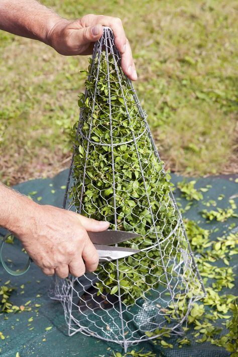 How To Trim Bushes, Landscaping Shrubs, Boxwood Garden, Garden Tool Organization, Topiary Plants, Topiary Garden, Garden Tool Storage, Topiary Trees, Garden Shrubs