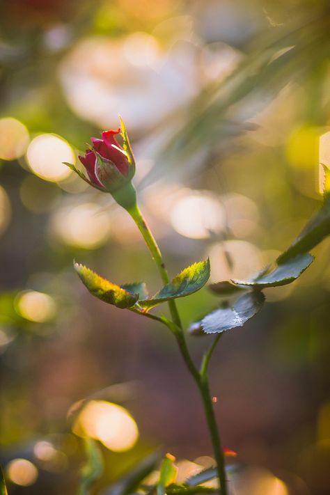 Santorini House, Let's Make Art, Flower Cottage, Flowers Photography Wallpaper, Thistle Flower, Photography Wallpaper, Corgi Dog, Wild Roses, Ring Style