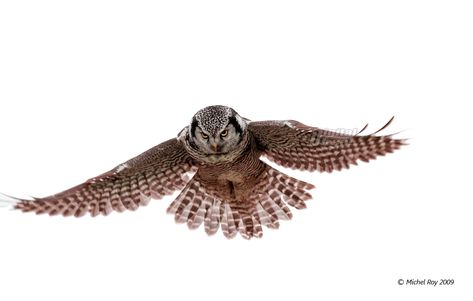 Amazing owl, animation Owl Animation, Owl Flying Reference, Owl Running Video, Owl Flying Towards Camera, Barn Owl Flying, Clip Art Library, White Owl, Transparent Background, Gif