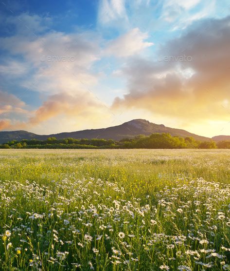 Sunny Landscape Photography, Cabin In Meadow, Spring Mountains, Meadow Background, Sunny Meadow, Sunny Landscape, Watercolor Meadow, Mountain Meadow, Summer Meadow