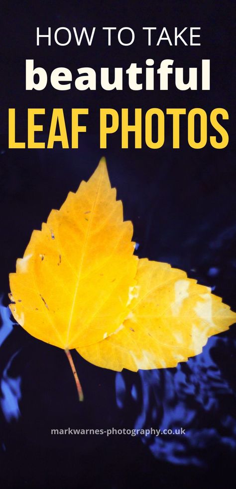 Discover photography tips and tricks to take beautiful nature photos of the humble leaf. Often overlooked These photo ideas will show you how to take stunning leaf photos and camera tips and tricks you can use for all your nature photography. Check out more camera tips and photography ideas at www.markwarnes-photography.co.uk Fall Photography Ideas, Beautiful Nature Photos, Camera Tips And Tricks, Macro Photography Tips, Basic Photography, Macro Photography Nature, Photography Inspiration Nature, Photography Tips And Tricks, Philosophical Thoughts