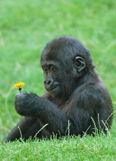 Baby gorilla picking dandelions - Imgur Baby Gorilla, Baby Gorillas, Great Ape, Primates, Sweet Animals, Animal Planet, Animal Photo, Nature Animals, 귀여운 동물