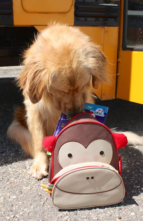 Most Beautiful Dog Breeds, Puppy Backpack, Puppy School, Golden Life, Retriever Puppies, Animal Bag, Golden Days, Puppy Face, Monkey Business