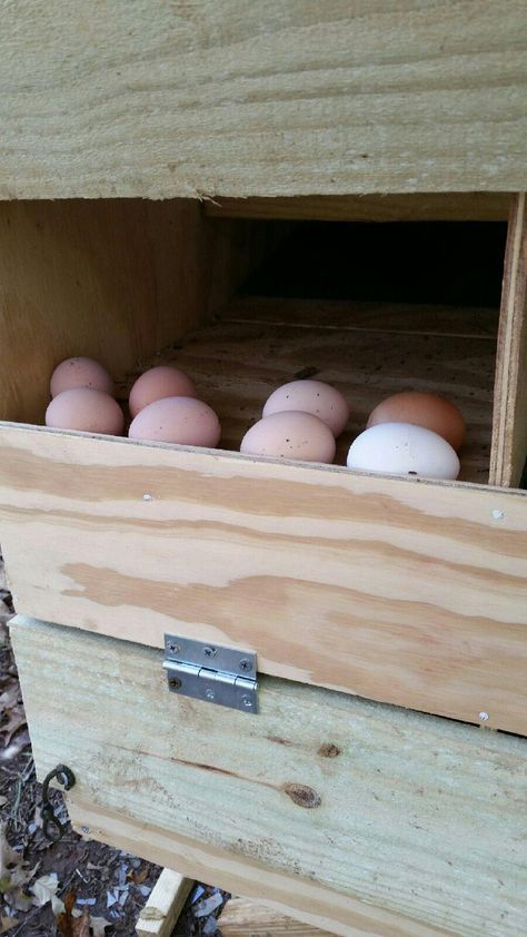 Egg Roll-Out Nesting Box. Egg Catcher, Egg Trap, Egg Eating. | BackYard Chickens - Learn How to Raise Chickens Sloped Nesting Boxes, Chicken Coop Egg Collector, Nesting Boxes Diy, Chicken Pens, Chicken Boxes, Chicken Poop, Chicken Farmer, Chicken Pen, Chicken Nesting Boxes