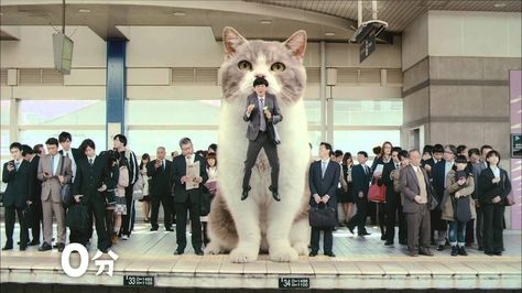 Giant Cat Gives Man A Ride To Work In  Japanese Commercial For Lotte Fit's Gum Weird Japan, Japan Cat, Giant Cat, Japanese Cat, Best Ads, Crazy Cat Lady, Cat Gif, Crazy Cats, Cat Lady