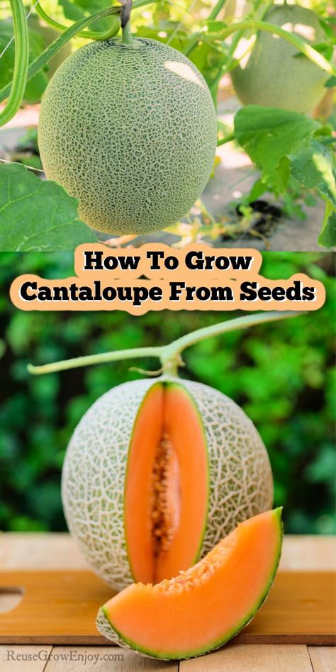 Growing Cantelope From Seed, How To Grow Melons From Seeds, Planting Cantaloupe Seeds, How To Grow Melons, How To Plant Cantaloupe, Cantaloupe Growing Tips, Fruit Seeds How To Grow, Fresh Cantaloupe Recipes, How To Grow Cantaloupe From Seeds