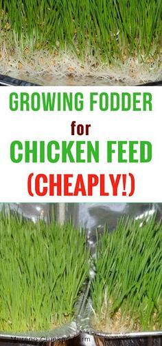 Chicken Feed Recipe, Chicken Feed Diy, Growing Fodder, Backyard Chicken Farming, Chicken Treats, Raising Backyard Chickens, Simple Chicken, Chicken Garden, Diy Chicken