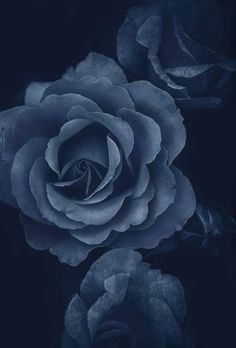 Blue Aesthetic Dark, Rosé Aesthetic, Briar Rose, Night Garden, Rose Wallpaper, Blue Roses, Feeling Blue, Blue Rose, Blue Aesthetic