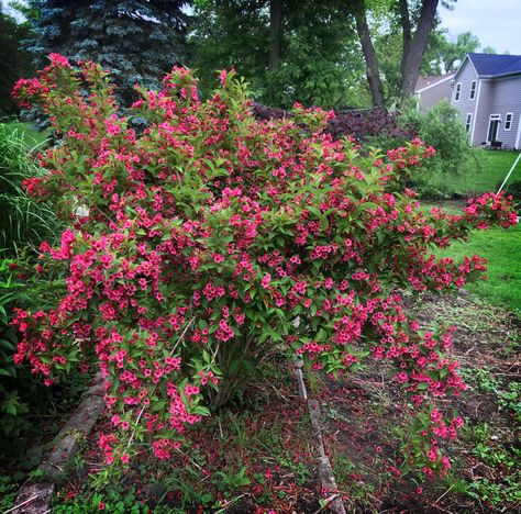 Weigela Shrub Landscaping, Weigela Shrub, Garden Therapy, Perennial Shrubs, Garden Design Plans, Proven Winners, Spring Landscape, Attract Butterflies, Flowering Shrubs