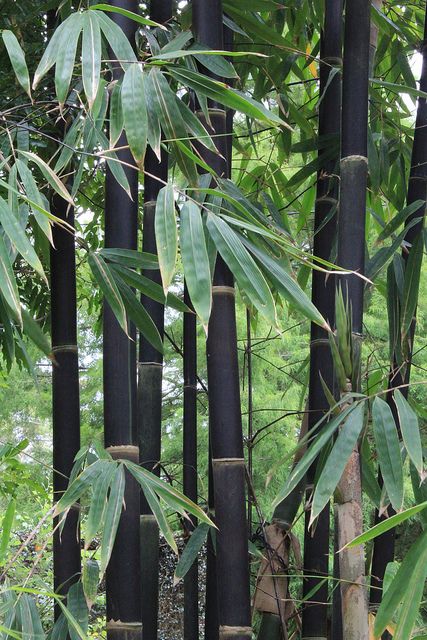 Black bamboo (Phyllostachys nigra) Phyllostachys Nigra, Bamboo Landscape, Bamboo Seeds, Bamboo Trees, Goth Garden, Bamboo Garden, Bamboo Crafts, Black Garden, Black Bamboo