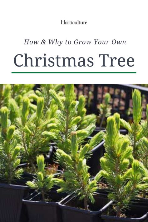 Grow a Christmas Tree: How and Why - Horticulture Pine Cone Seeds, Tree Farm Ideas, Christmas Tree Lot, Christmas Tree Farms, Christmas Tree Plant, Farm Dream, Potted Christmas Trees, Christmas Tree Lots, Live Christmas Trees