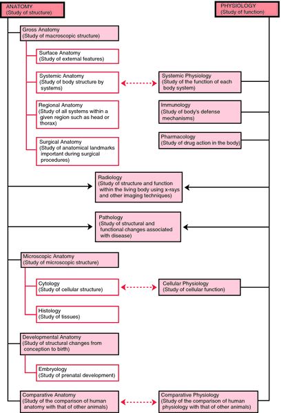 Gross anatomy | definition of gross anatomy by Medical dictionary Radiographic Anatomy, Kinesiology Major, Clinical Anatomy, Medical Vocabulary, Pathology Study, Human Anatomy Picture, Skeletal System Anatomy, Comparative Anatomy, Human Respiratory System