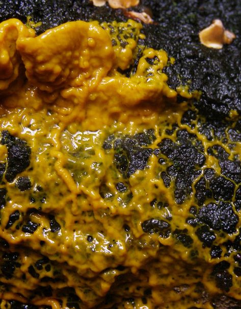 Textures Reference, Biology Project, Slime Mold, Biology Projects, Organic Patterns, Slime Mould, Organic Pattern, Creepy Dolls, Creepy Art