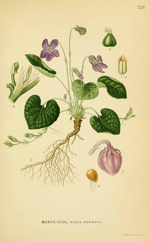 131480 Viola odorata L. / Lindman, C.A.M., Bilder ur Nordens Flora, vol. 2: t. 224 (1922-1926) Violet Garden, Foto Transfer, Illustration Botanique, Sweet Violets, Vintage Botanical Prints, Scientific Illustration, Violet Flower, Art Et Illustration, Botanical Illustrations