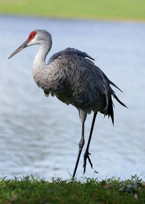 Sarus Crane, Sandhill Crane, Coastal Birds, World Birds, Animal Study, Crane Bird, Pretty Animals, Beautiful Landscape Wallpaper, Bird Pictures